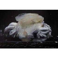 White and brownish nudibranch specimen.