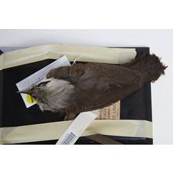 <em>Garrulax leucolophus leucolophus</em>, White-crested Laughing-thrush, mount.  Registration no. 28836.