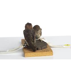 <em>Petrochelidon ariel</em>, Fairy Martin, male and females, mounts.  [27862 (front) & 27865 (rear)]