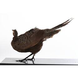 Side view of mounted pheasent specimen.