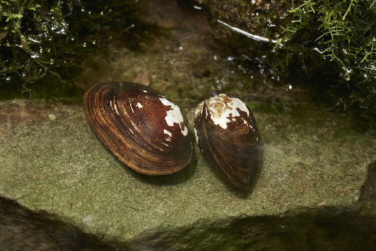 Two brown mussels on rock beside water.