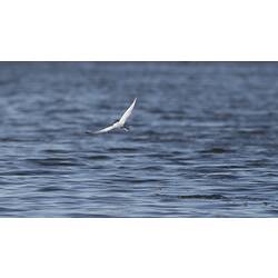 White bird soaring low above water, wings spread.