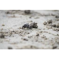 Small dark crab on sand.