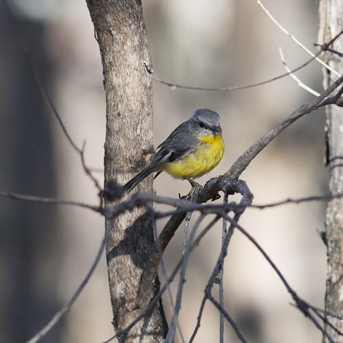 Grey bird with bright yellow chest on branch.