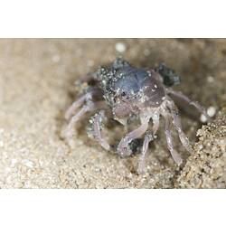 <em>Mictyris</em> sp., crab. Lakes Entrance, Victoria.