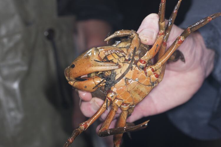 <em>Carcinus maenas</em>, European Shore Crab. Lakes Entrance, Victoria.