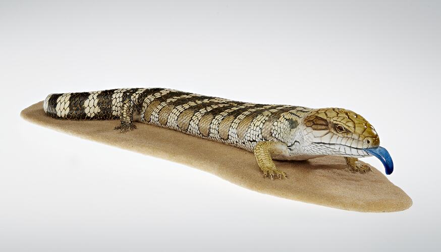 Cast model of mottled lizard with bright blue tongue.