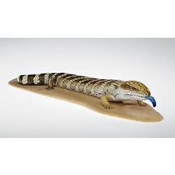 <em>Tiliqua scincoides</em> (White, 1790)