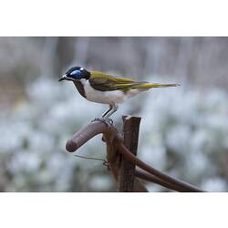 Blue-faced bird sitting on rusty agricultural machinery.