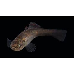 Carp Gudgeon.