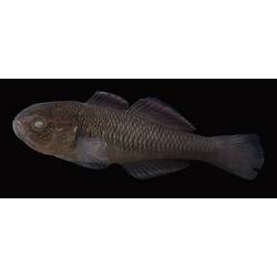 Carp Gudgeon.