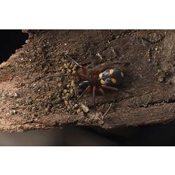 Spotted Ground Spider.