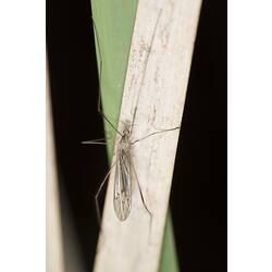 Family Tipulidae, craneflies. Murray Explored Bioscan.