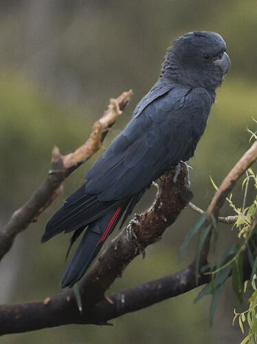 Side view of Red-tailed Black-cockatoo on branch.