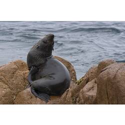 Fur seal on rock, face pointed skywards.