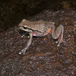 Blue Mountains Tree Frog.