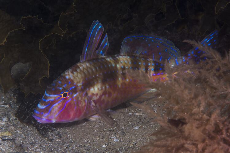 Fish with pink head and iridescent blue spots along body.