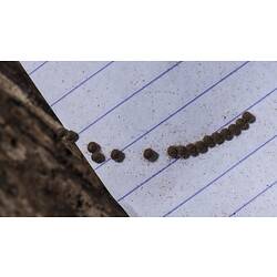 Moth eggs on lined paper.