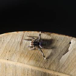 Jumping spider.