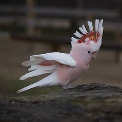 Pink and white cockatoo on trunk, crest up and wings slightly raised.