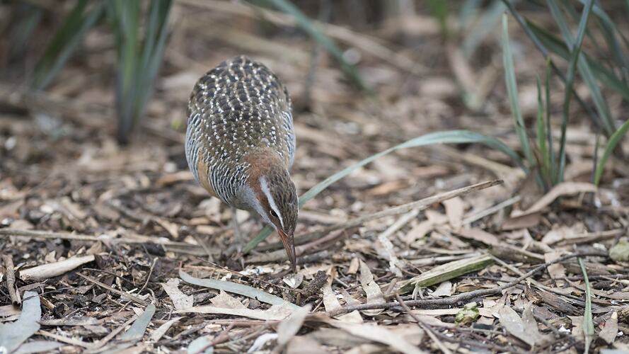 Buff-banded Rail.