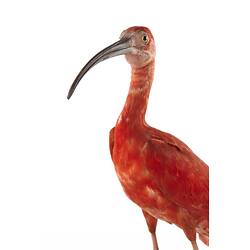 Taxidermied crimson bird specimen.