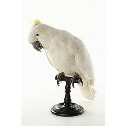 Sulphur-crested cockatoo specimen on mount.