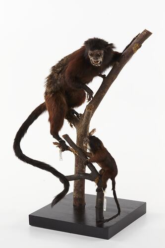 Two taxidermied specimens on branch.