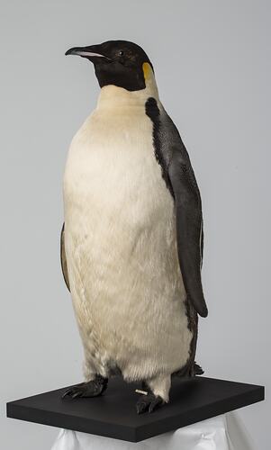 Emperor Penguin Specimen.