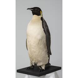 Emperor Penguin Specimen.