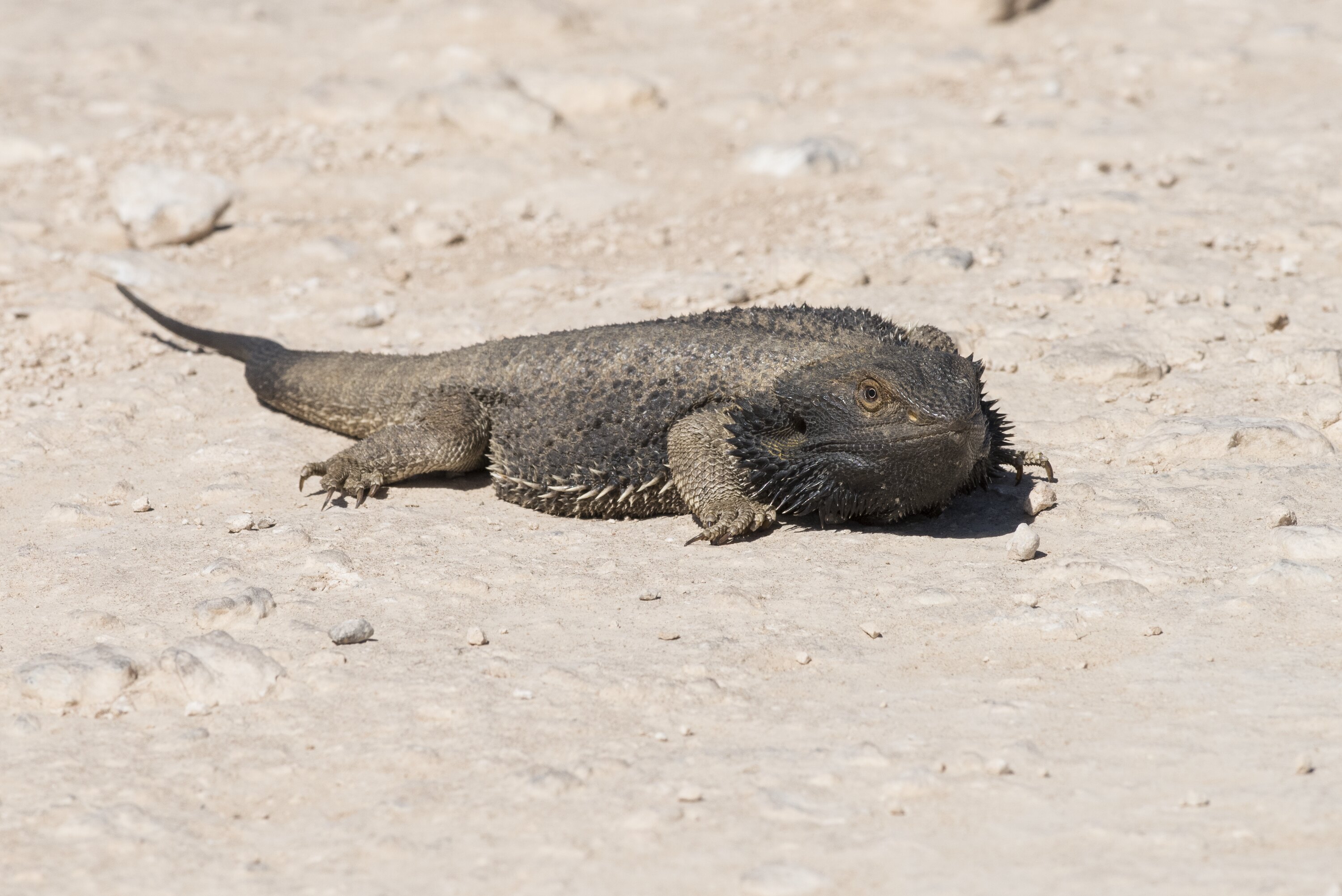 Central Bearded Dragon - The Australian Museum