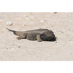 Dragon lizard, belly flat to ground.