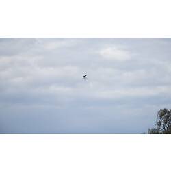 Black-shouldered kite.