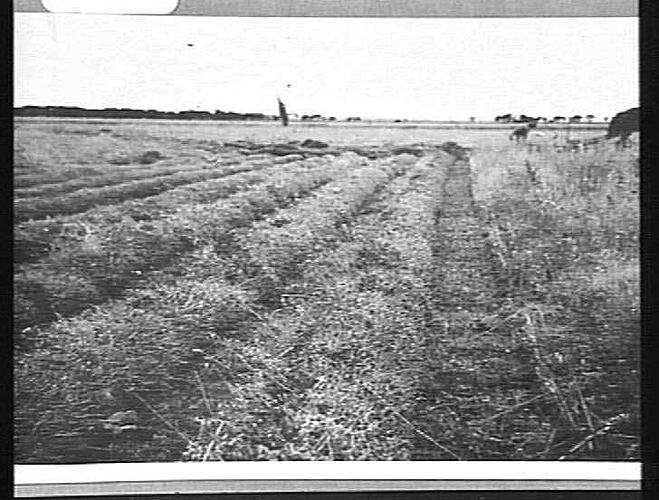 Photograph - H. V. McKay factory and/or equipment