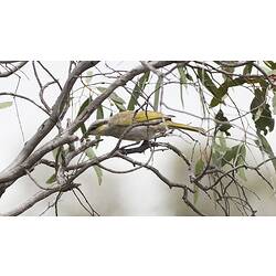 Yellow-grey honeyeater on branch.