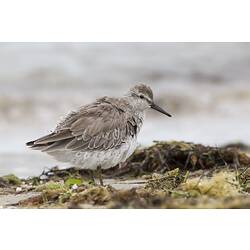 Fluffy brown and white bird on sand.