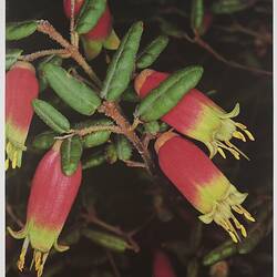 Poster - Kodak Australasia Pty Ltd, 'Native Fuchsia', 1980s-1990s
