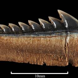 <em>Hexanchus agassiz</em>, sixgill shark, teeth. [P 253894.9]