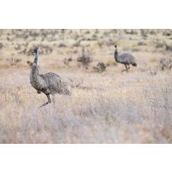 Two Emu in brush.