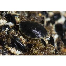 Flattened black and brown seaslug on rock.