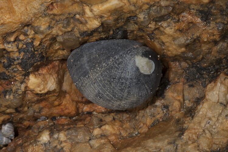 Black snail shell on rock.