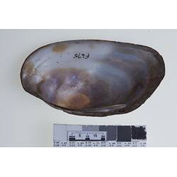 Bivalve valve showing interior above scale bar.