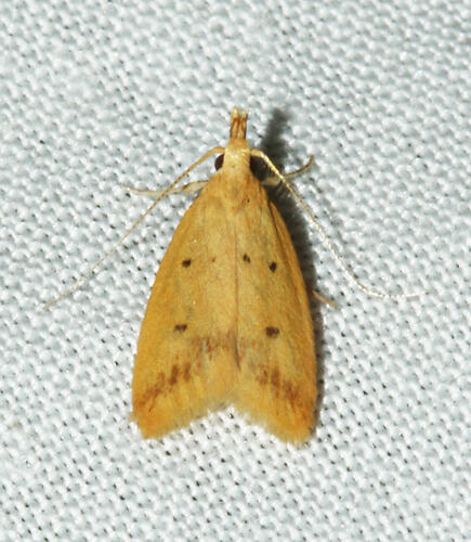 <em>Atheropla crocea</em>, moth. Great Otway National Park, Victoria.