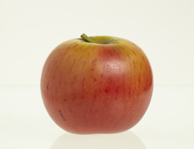 Red and yellow apple model. Profile.