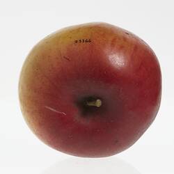 Wax model of an apple painted red and yellow. Brown stem. Top view.