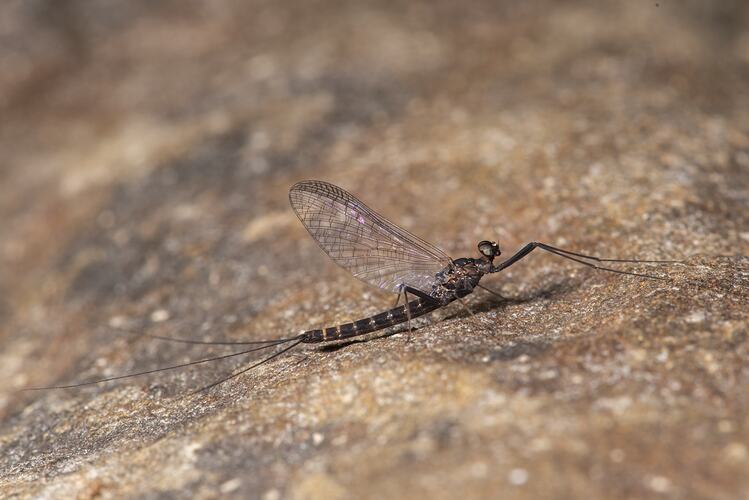 Mayfly on rock.