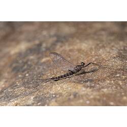 Mayfly on rock.