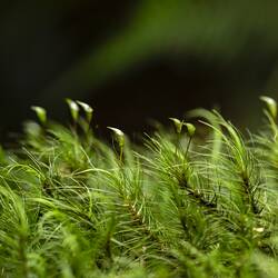 Close up of moss.