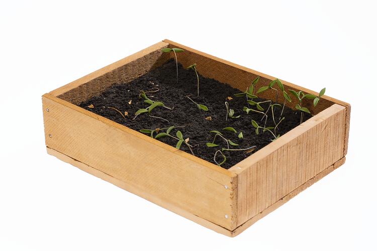 Model wooden tray box containing soil and seedling plants.