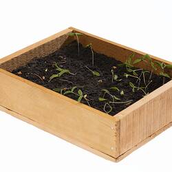 Model wooden tray box containing soil and seedling plants.